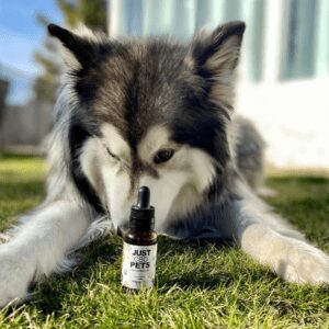 JustCBD UK CBD Oil For Dogs – Chicken Flavored TOPS CBD Shop UK